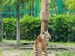 -上海野生动物园老虎餐厅