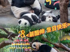 -广州长隆野生动物世界