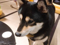-逗柴咖啡屋·狗咖猫咖宠物桌游