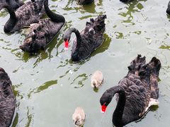 -广州长隆飞鸟乐园