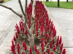 -重庆市江北嘴中央商务区中央公园