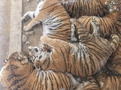 -栾川竹海野生动物园