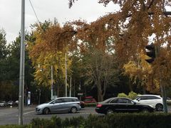 -三里屯东五街银杏大道