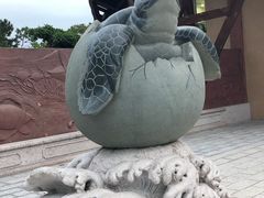 -广东惠东海龟国家级自然保护区