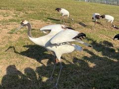 -盐城丹顶鹤湿地生态旅游区