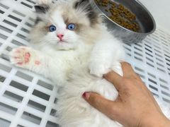 -lincat·猫舍(广州店)