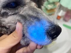 -宠福鑫康馨动物医院·骨科·眼科