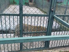-横道河子东北虎林园