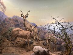 -美国自然历史博物馆