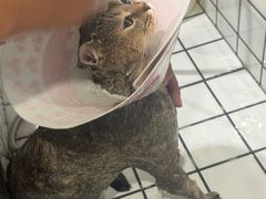 -钦宠·猫咪售卖·洗护·寄养(东圃旗舰店)