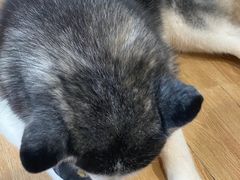 -Husky Go! 哈士奇体验馆·宠物咖啡厅狗咖