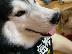 -Husky Go! 哈士奇体验馆·宠物咖啡厅狗咖