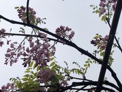 -嘉定紫藤园