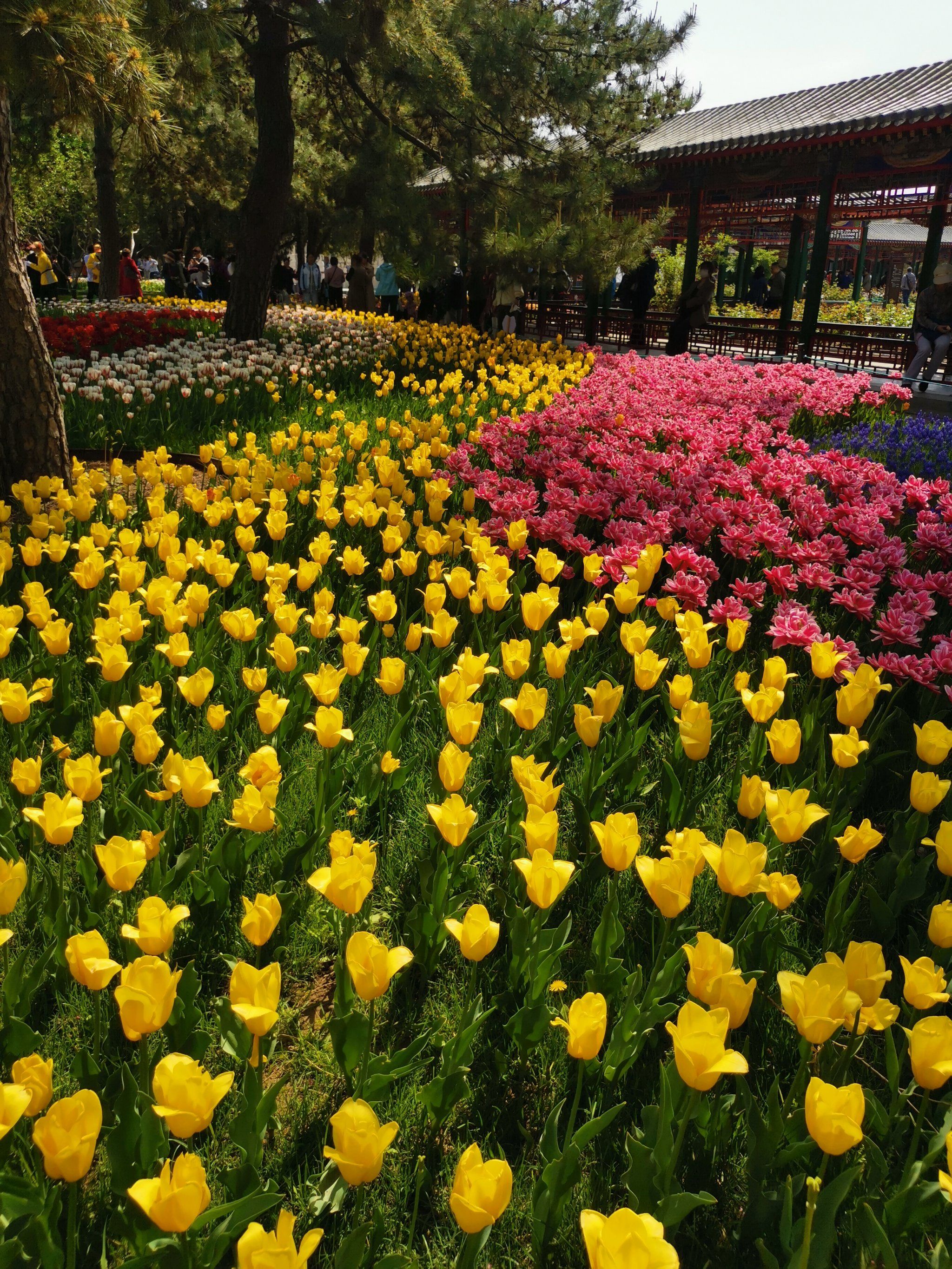 4月20日周六来到了中山公园欣赏郁金香939393鲜花盛开9595