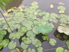 -陈家山荷花公园