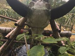 -森波拉火山温泉