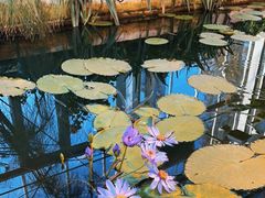 -国家植物园南园