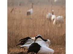 -盐城丹顶鹤湿地生态旅游区