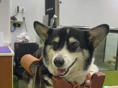 -美联众合动物医院·24h转诊中心