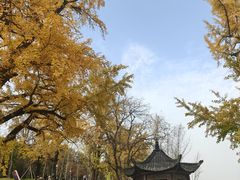 -千年银杏谷文化旅游区