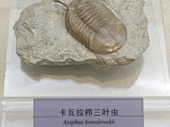 -国家自然博物馆