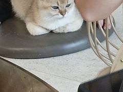 -飞行喵MR PILOT|猫舍·猫咖(静安大融城店)