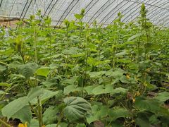 -万源龙顺度假庄园生态观光园