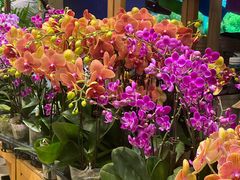 -双季花艺园艺市场(浦东店)