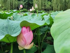 -绵阳人民公园(涪城区)