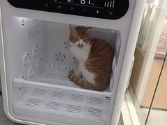 -爱洗澡的猫(天河路店)