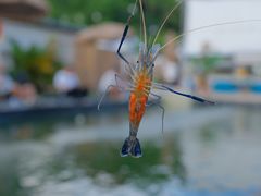 -DGE季风钓虾营地·团建·聚会