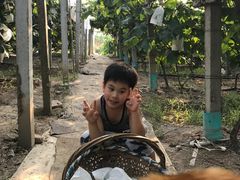 -马陆小张葡萄园农家乐