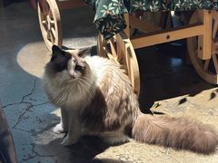 -咖法森林·咖啡  酒吧(天河店)