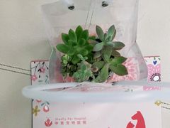 -申普宠物医院·心脏介入·心血管微创(总院)