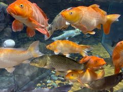 -上海海洋水族馆