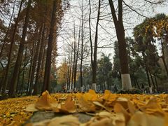 -四川大学(望江校区)