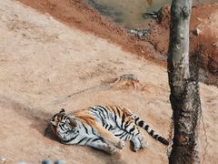 -西霞口神雕山野生动物世界