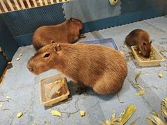 -廊坊固安福朋喜来登酒店