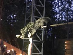 -清迈夜间动物园