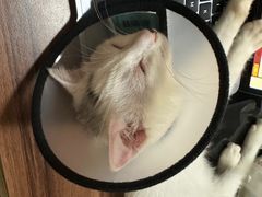 -中农大我爱我爱24h动物医院·中医针灸·猫专科·骨科医疗中心(双井店)