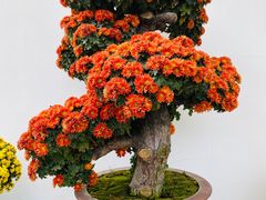 -虎丘山风景名胜区