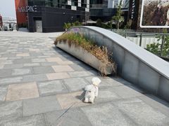 -翊宠yipet猫狗购宠庄园犬舍•猫舍