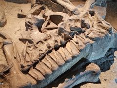 -自贡恐龙博物馆