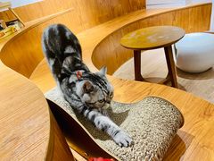 -有猫主题·治愈系猫咖(曾厝垵店)