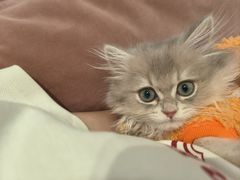 -袖虎·猫馆(体育西路店)