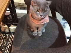 -猫色咖啡·猫咖