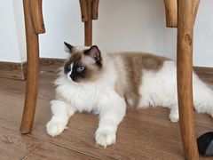 -有猫主题·治愈系猫咖(曾厝垵店)