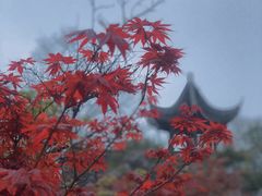 -芥子园