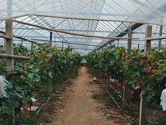 -马陆小张葡萄园农家乐