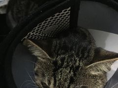 -瑞派名望志远动物医院·猫科·內科·异宠专科(直港大道店)